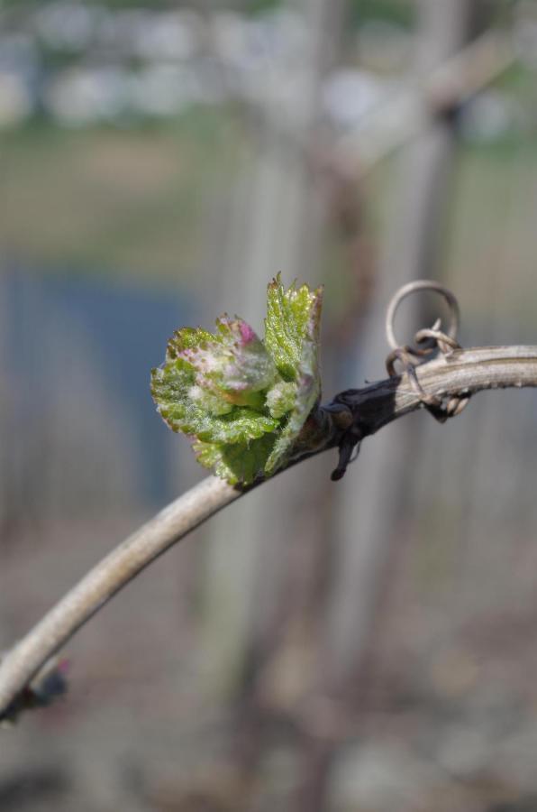 דירות לייוון Ferienweingut Ulrike Thul מראה חיצוני תמונה