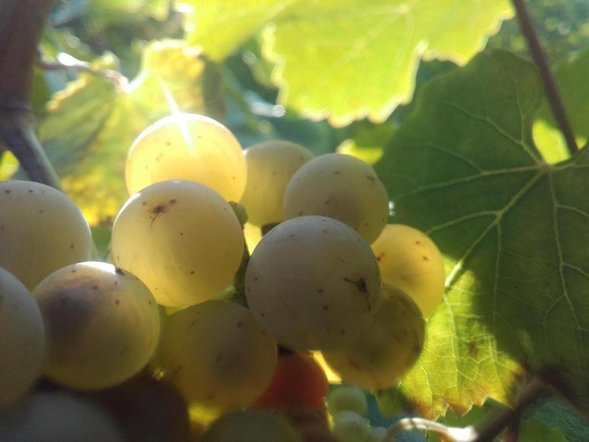 דירות לייוון Ferienweingut Ulrike Thul מראה חיצוני תמונה
